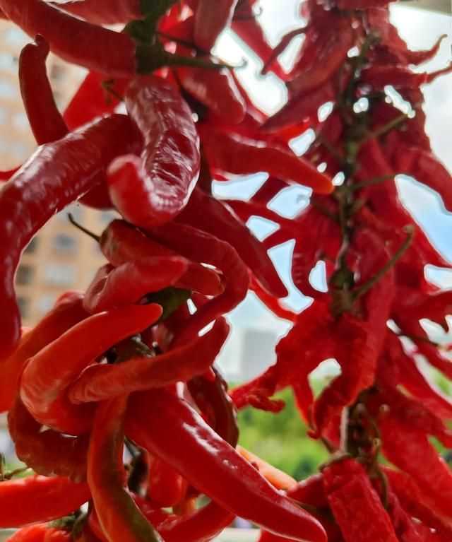 辣椒怎么曬干不變色，怎么曬干辣椒不變色？圖1