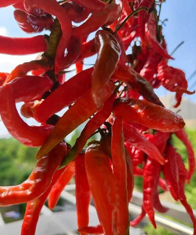 辣椒怎么曬干不變色，怎么曬干辣椒不變色？圖2