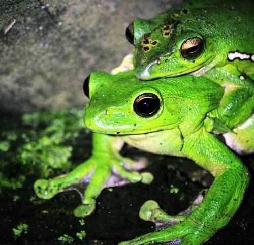 青蛙的哪些外部形態(tài)特點(diǎn)比鯽魚(yú)復雜高等