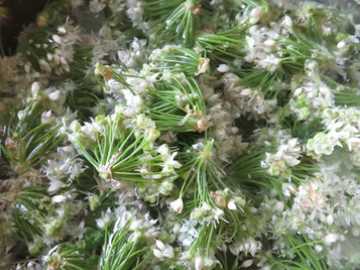 韭菜花的花苞可以吃,韭菜花苞可以一起炒嗎圖3