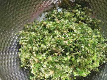 韭菜花的花苞可以吃,韭菜花苞可以一起炒嗎圖7