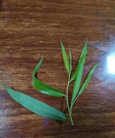柳樹(shù)葉泡水喝有毒嗎