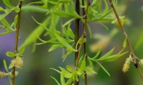 柳樹(shù)葉泡水有毒,什么人不能喝柳樹(shù)葉水飲料圖3