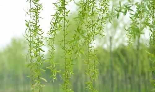 柳樹(shù)葉泡水有毒,什么人不能喝柳樹(shù)葉水飲料圖5