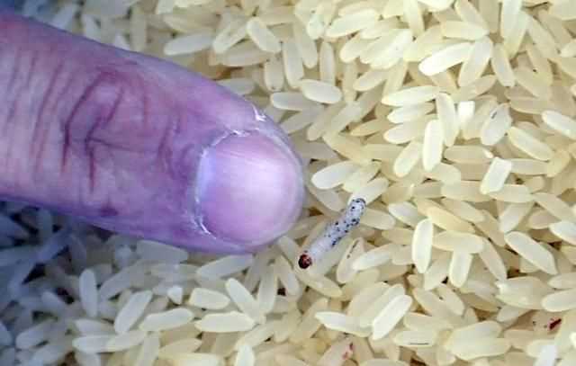 米里有很多黑蟲(chóng)子還能吃嗎?