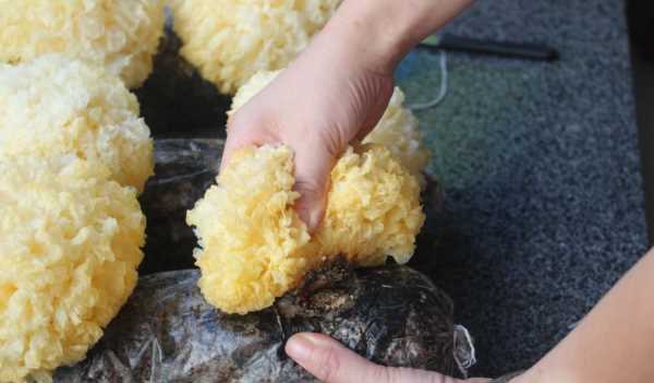 雪耳要浸泡多長(cháng)時(shí)間,銀耳熬之前要泡多長(cháng)時(shí)間圖3