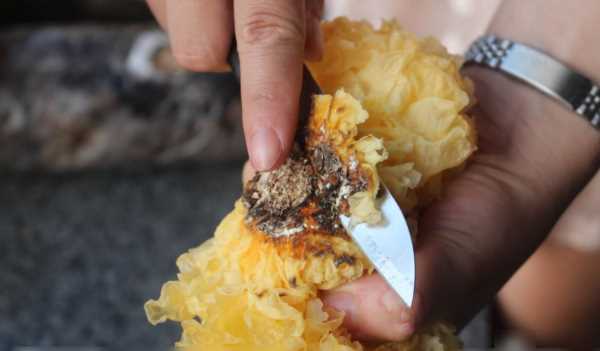 雪耳要浸泡多長(cháng)時(shí)間,銀耳熬之前要泡多長(cháng)時(shí)間圖4