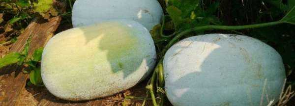 冬瓜切了能放多久,冬瓜切開(kāi)后在冰箱可以放幾天吃圖3