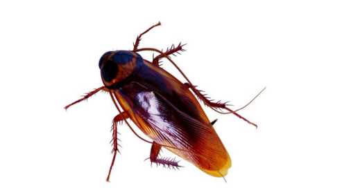 燈光會(huì )吸引會(huì )飛蟑螂,開(kāi)燈睡覺(jué)會(huì )不會(huì )有蟑螂