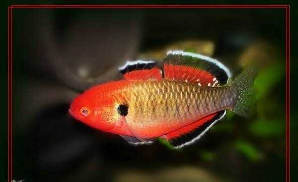 塘鱧的營(yíng)養價(jià)值,塘鲺的作用圖1