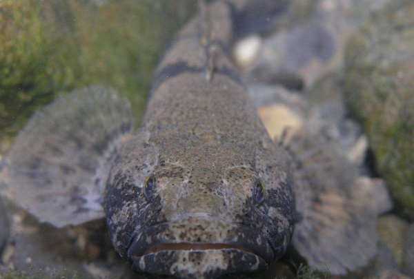 塘鱧的營(yíng)養價(jià)值,塘鲺的作用圖4