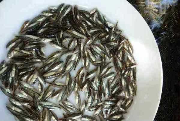 塘鱧的營(yíng)養價(jià)值,塘鲺的作用圖5