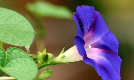 擬人的句子六年級,草原課文六年級擬人句有哪些圖1