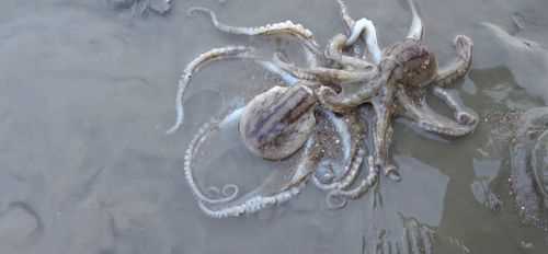 八爪魚(yú)的墨汁可以吃嗎 吃它有什么好處