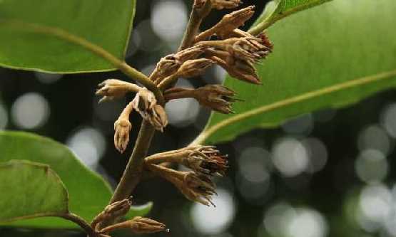 金香欖可以直接吃,生橄欖嚼著(zhù)吃致癌 能不能直接嚼著(zhù)吃生橄欖呢圖1