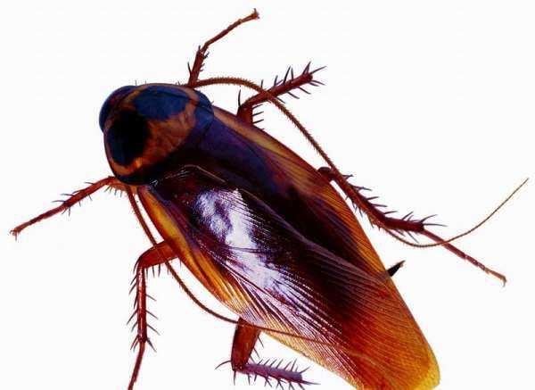 蟑螂真會(huì )去吃洗衣粉,蟑螂會(huì )主動(dòng)吃洗衣粉水嗎圖4