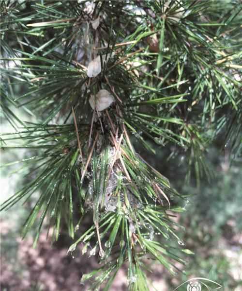 褲子上沾到松樹(shù)油子怎么清洗