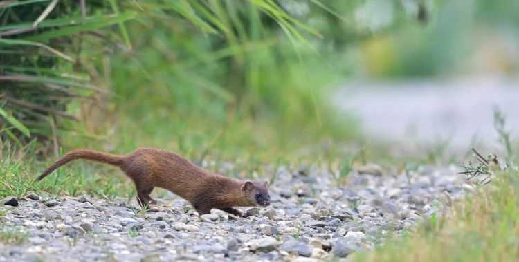 千年黑萬(wàn)年白，黃鼠狼討封和拜月是真的嗎我以前殺死過(guò)不少黃鼠狼，用汽油燒死的，用水淹死的，用針扎死