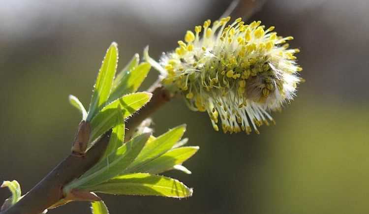 柳樹(shù)枝煮水多長(cháng)時(shí)間