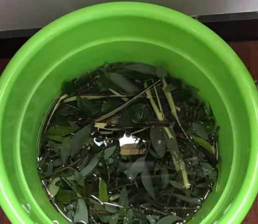 柳樹(shù)枝泡水時(shí)間長(cháng)了還能用嗎