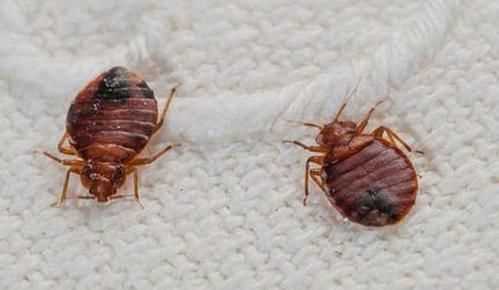 臭蟲(chóng)在水里泡多久才會(huì )死，家里有臭蟲(chóng)，怎么樣才能快速除掉呢？圖1