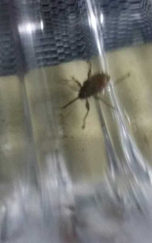 消滅臭蟲(chóng)的方法有哪些