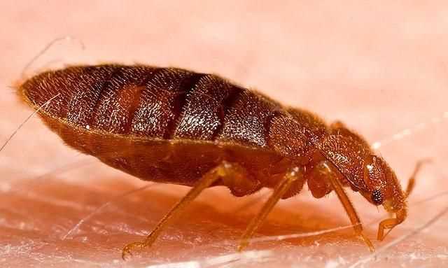 臭蟲(chóng)在水里泡多久才會(huì )死，家里有臭蟲(chóng)，怎么樣才能快速除掉呢？圖3