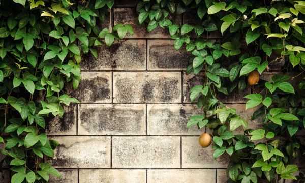 百香果籽怎么去除,百香果的長(cháng)期保存方法圖2