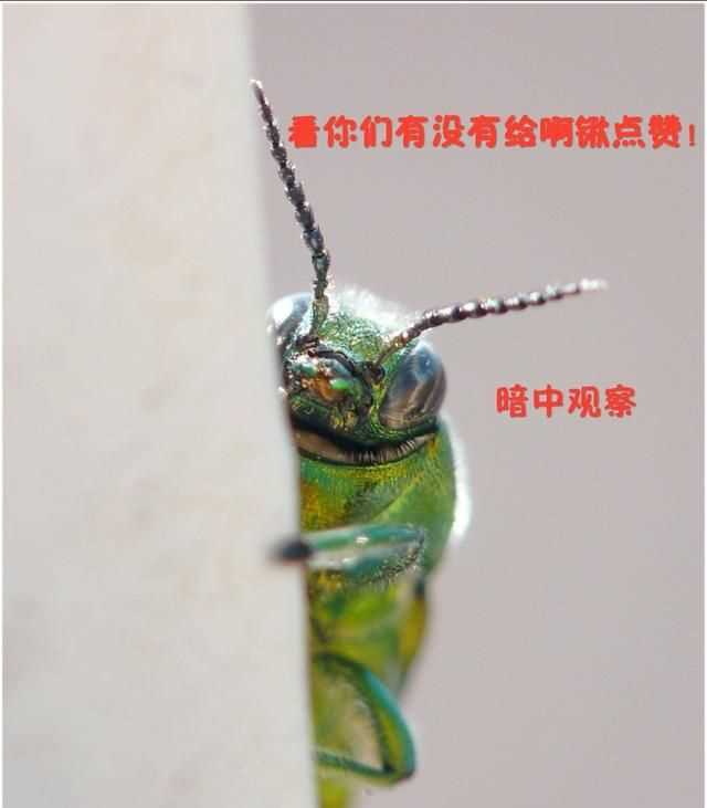 臭蟲(chóng)在水里泡多久才會(huì )死，家里有臭蟲(chóng)，怎么樣才能快速除掉呢？圖6