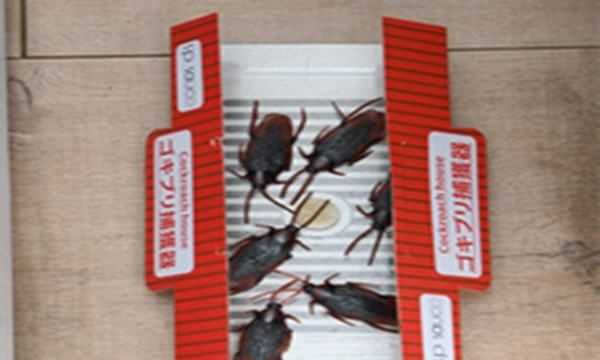 蟑螂屋能徹底消除蟑螂,蟑螂屋的正確使用方法圖1