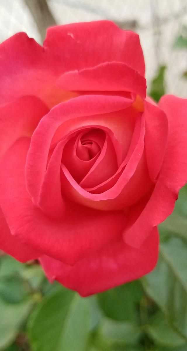 文化產(chǎn)品有哪些，黎族文化產(chǎn)品有哪些？圖7