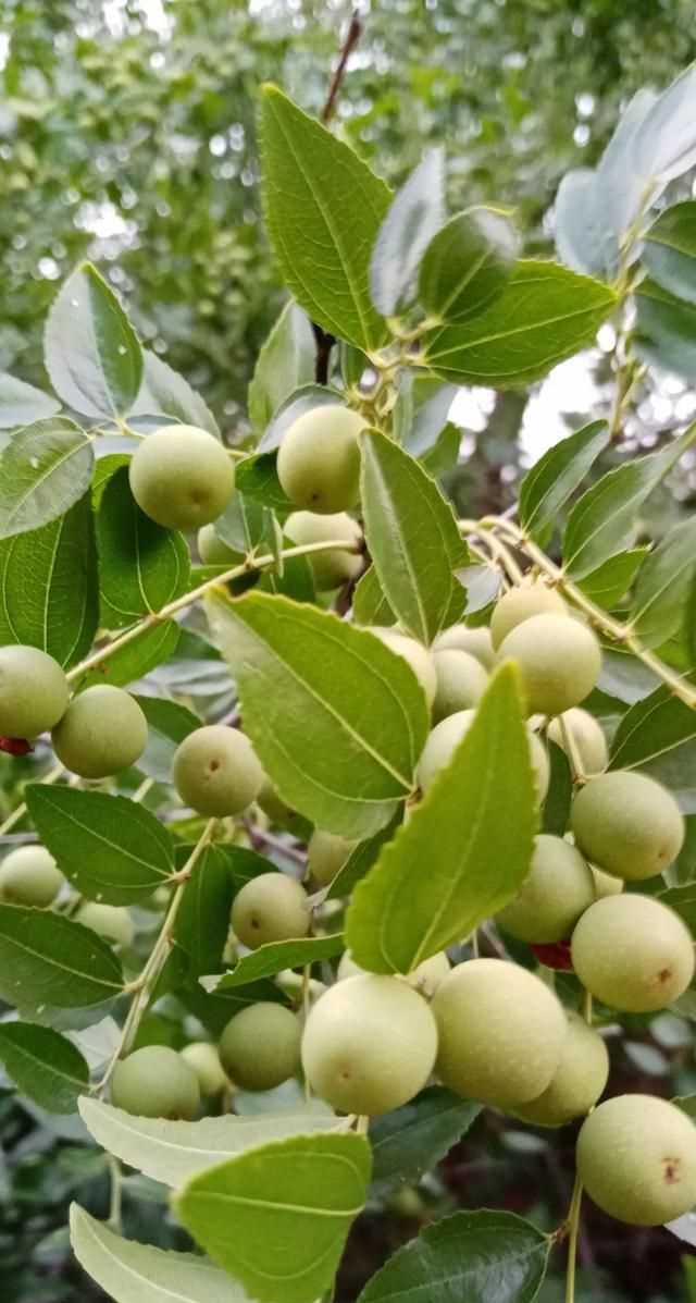 文化產(chǎn)品有哪些，黎族文化產(chǎn)品有哪些？圖8