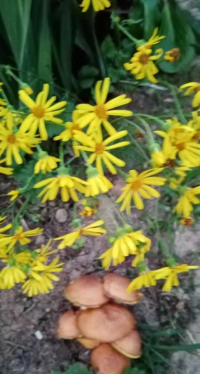 文化產(chǎn)品有哪些，黎族文化產(chǎn)品有哪些？圖10