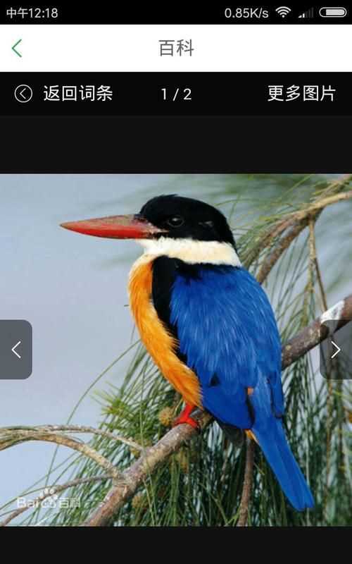 黑頭長(cháng)尾巴的鳥(niǎo)是什么鳥(niǎo)呢