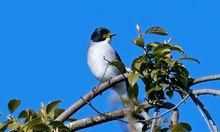 黑頭黑嘴黑腳藍長(cháng)尾鳥(niǎo)是什么品種