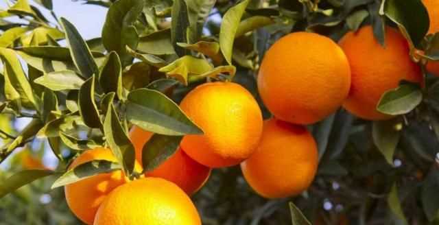 芫荽和香菜有什么區別，「桔子」和「橘子」有什么區別？圖3