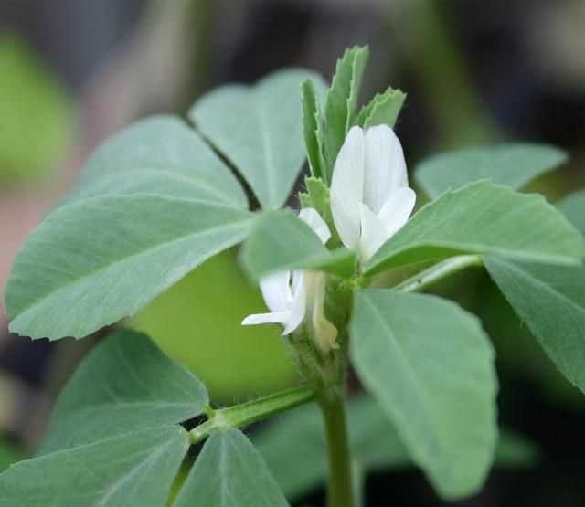 芫荽和香菜有什么區別，「桔子」和「橘子」有什么區別？圖4