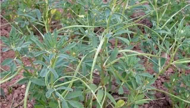 芫荽和香菜有什么區別，「桔子」和「橘子」有什么區別？圖5