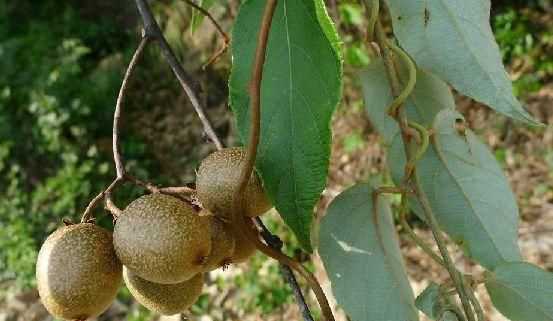 青獼猴桃硬的能吃嗎