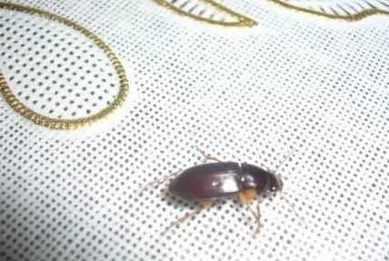 家里有蟑螂怎么辦能除根家里放一物絕對沒(méi)蟑螂超威