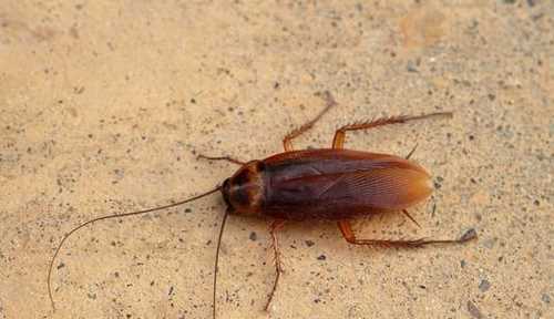 家有蟑螂怎么辦,家里有蟑螂怎么辦能除根家里放一物絕對沒(méi)蟑螂超威圖2