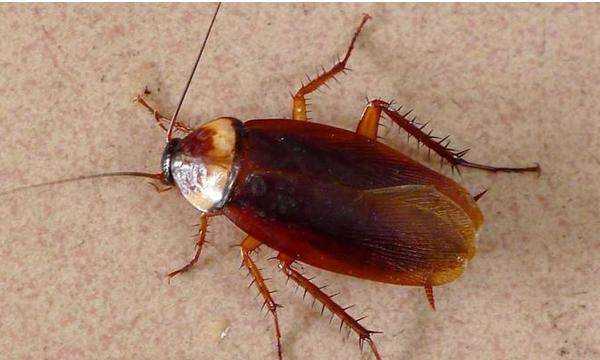 家有蟑螂怎么辦,家里有蟑螂怎么辦能除根家里放一物絕對沒(méi)蟑螂超威圖4