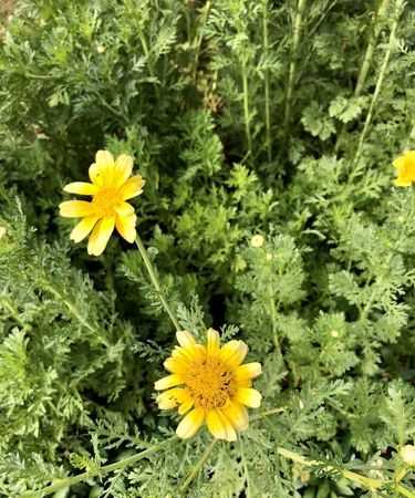 茼蒿開(kāi)花可以吃嗎