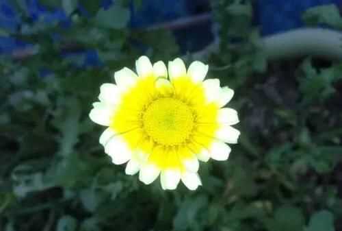 茼蒿開(kāi)花了還能吃嗎，茼蒿開(kāi)花了還能掐著(zhù)吃嗎？圖3