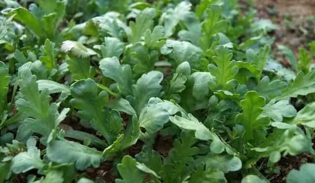 茼蒿開(kāi)花了還能吃嗎，茼蒿開(kāi)花了還能掐著(zhù)吃嗎？圖6