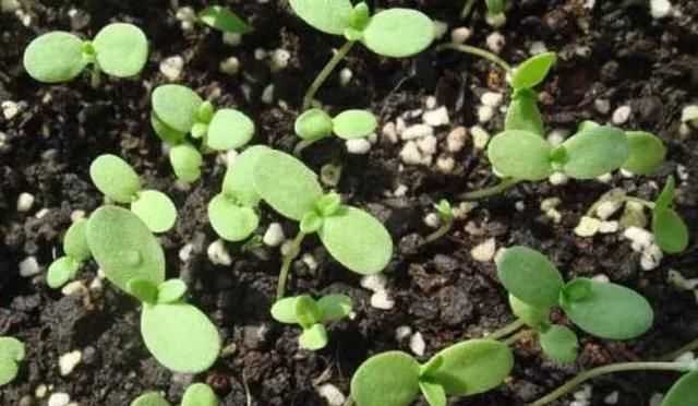 茼蒿開(kāi)花了還能吃嗎，茼蒿開(kāi)花了還能掐著(zhù)吃嗎？圖7