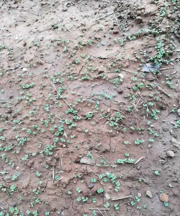 茼蒿開(kāi)花了還能吃嗎，茼蒿開(kāi)花了還能掐著(zhù)吃嗎？圖8