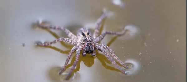 水蜘蛛有毒的,水蜘蛛有毒的嗎圖2