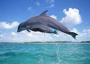 海豚是國家一級保護動(dòng)物嗎?