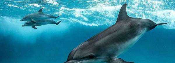 海豚是保護動(dòng)物,海豚是國家一級保護動(dòng)物嗎?圖2